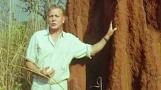 Fascinating Termite Architecture | Trials Of Life | BBC Earth