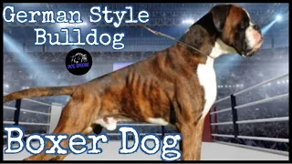 Der Boxer - Bulldogge auf Deutsche Art