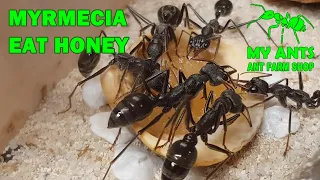 Ant Myrmecia Pyriformis eats honey