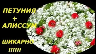 ПЕТУНИЯ И АЛИССУМ, ЭТО БЕЗУМНО КРАСИВО !!! ПОСАДКА АЛИССУМА И УХОД, ОБЗОР И ЦВЕТЕНИЕ.