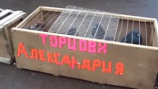 Смотри! Выставка голубей в Кривом Роге.