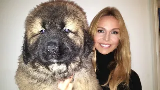 WOLF KILLER? CAUCASIAN SHEPHERD OVCHARKA MOUNTAIN DOG PUPPIES