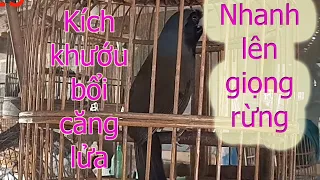 Kích khướu bổi mau căng lửa hót giọng rừng mới nhất