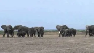 Elephants react to the recorded roar of a lion