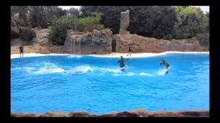 Tenerife Loro Park Шоу Дельфинов Невероятные дельфины