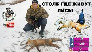 Охота с ягдтерьером на лису