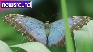 Why are butterflies so colourful? | Newsround