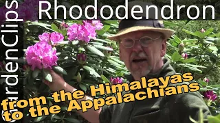 Rhododendron - Flowering evergreen shrub from the mountains - Best maintenance free shrub