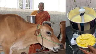 தயிரில் வெண்ணெய் எடுக்கும் கிரைண்டர் | Old style Cow Ghee making procedure |  Pure Ghee Recipe