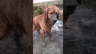 Собаки грязи не боятся