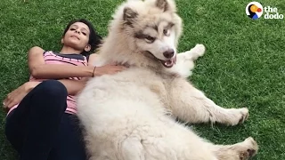 GIANT Dog Thinks He's a Lap Dog | The Dodo
