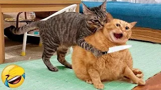 1 Hour Of Funniest Animals 😅 New Funny Cats and Dogs Videos 😸🐶 Try Not To Laugh 🤣