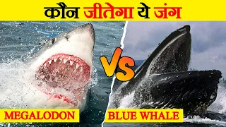 Megalodon और Blue Whale में कौन कितना ताकतवर? | Megalodon Vs Blue Whale | Marine Life