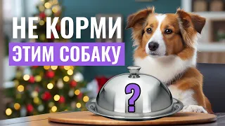 🚫ЭТИ ПРОДУКТЫ ОПАСНЫ для собак! Какая "человеческая" ЕДА НЕ ПОДХОДИТ собакам?