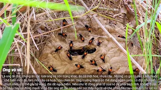 Theo chân thợ săn ong đi bắt ong vò vẽ - Một trong những loài ong nguy hiểm nhất