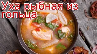 Рецепты из гольца - как приготовить гольца пошаговый рецепт - Уха рыбная из гольца за 50 минут