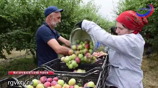 В этом году небывалый урожай сливы и черешни в Магарамкентском районе