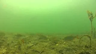 Anfüttern aus der Fischperspektive