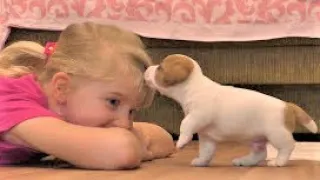 Funny Jack Russell Terrier puppies 4 weeks. Cute puppies / funny puppies.