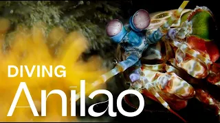 Diving Anilao 2022