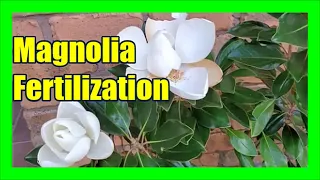How to Fertilize Magnolias: Fertilizer for Little Gem Magnolia Trees