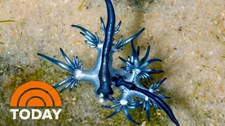 Look, but don't touch: Blue dragons wash ashore in Texas