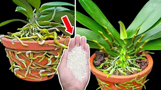 OMG, Just a handful of dead orchids revive 100 roots and flower branches continuously