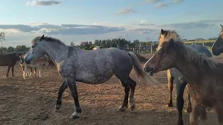 Жеребец ухаживает за молодой кобылой