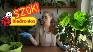 Monstera Thai constellation z Biedronki! Czy tajka to "lepsza varie"? Jak je rozróżnić??