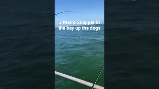 World Record Snapper Caught in port phillip bay