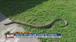 Python on the loose in Coweta