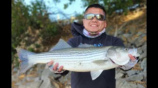 Big striper caught on the Sacramento river fishing using jerkbait