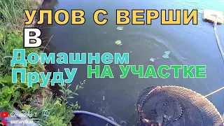 Улов с верши в своём домашнем пруду на даче/Пруд на участке с рыбой и раками🐟🦞