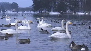 徳良湖