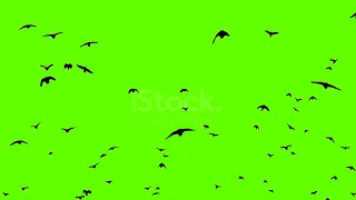 Crows flying best green screen