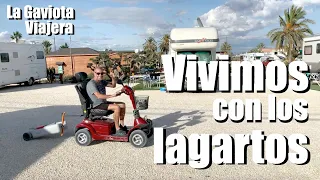 La Gaviota Viajera #142: VIVIMOS con 😎 los LAGARTOS 🚍