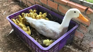 NEW BORN Baby Ducks Hatching With Her MOM