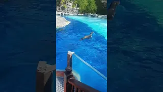 Sea Lions at Siam Park