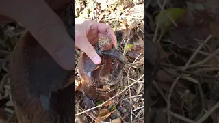 1950's Glass Clorox Bottle Found in Old Dumpsite