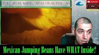 Why Did the Mexican Jumping Bean Jump? | Deep Look Reaction