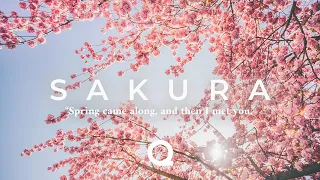 'Sakura' Spring Ambient Mix 🌸 - 1 Hour of Music for Concentration