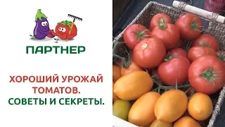 ХОРОШИЙ УРОЖАЙ ТОМАТОВ. СОВЕТЫ И СЕКРЕТЫ.