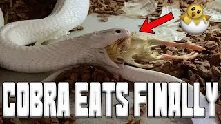 My Cobra FINALLY EATS!!! Huge Relief! | Tyler Nolan
