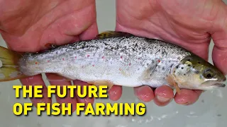 Farming fish on land could help feed the world