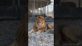 Lion Roar 🦁 Big Ground for lions behind this cage ❤️