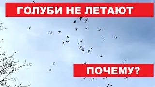 Почему голуби не хотят летать./ Комаренко Сергей гоняет Николаевских голубей