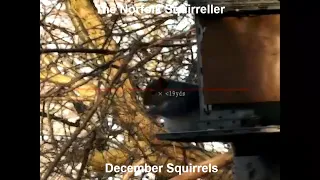 December Squirrels.
