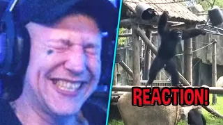 Monte REAGIERT auf Animals Try Not To Laugh CHALLENGE!😂 MontanaBlack Reaktion