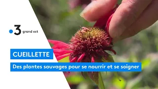 Cueillette : des plantes sauvages pour se nourrir et se soigner