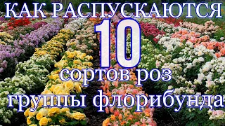 10 сортов роз группы флорибунда распускаются в реальном времени.